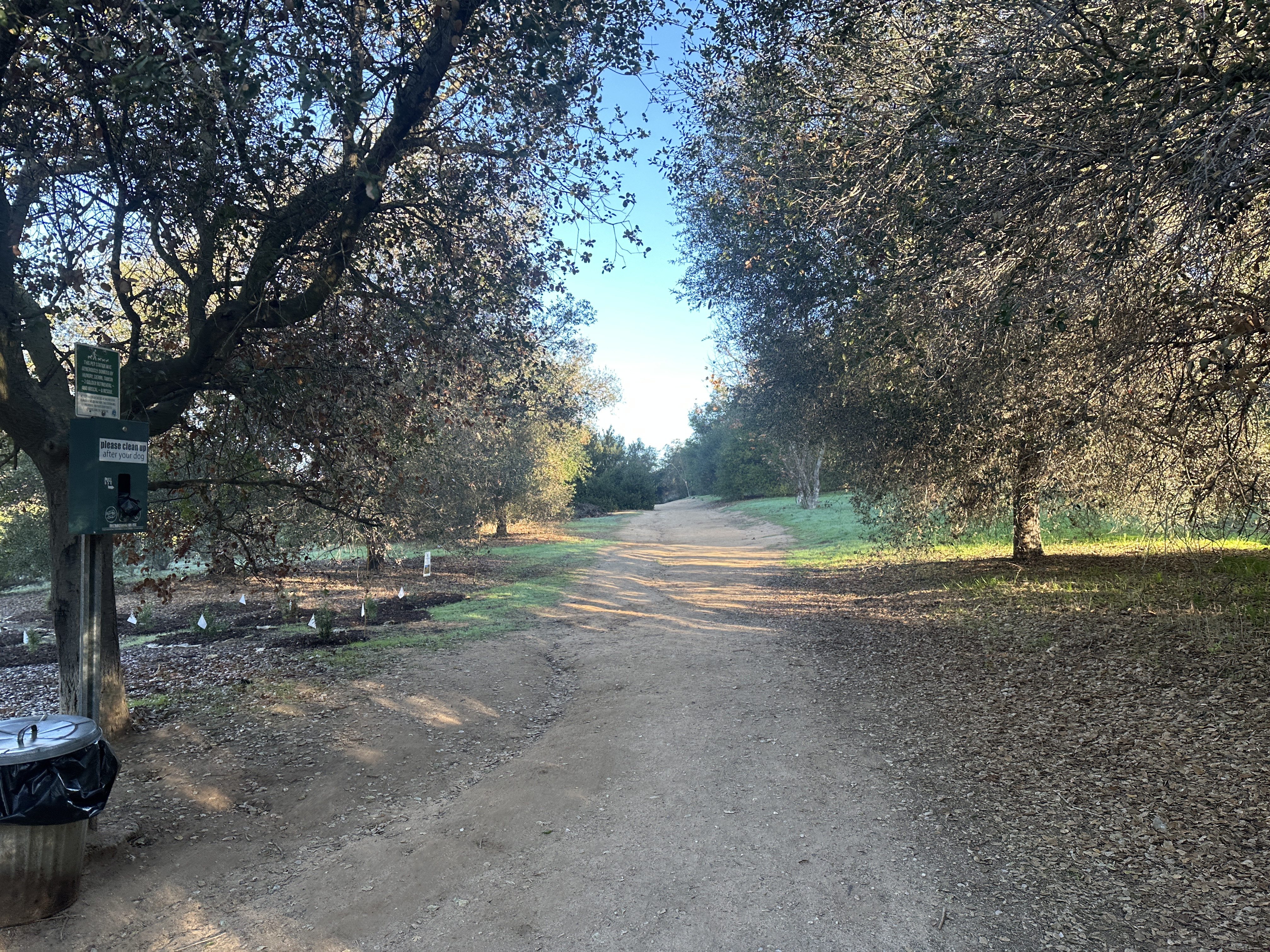 Dirt path surrounded by oak trees on either side and blue sky in the distance